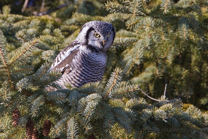 IMG_6675c.jpg - Northern Hawk-Owl (Surnia ulula)